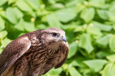 Ormandaki Saker Şahin