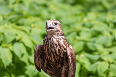 Ormandaki Saker Şahin