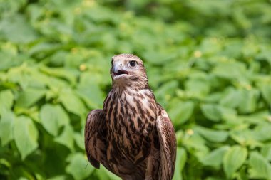 Ormandaki Saker Şahin