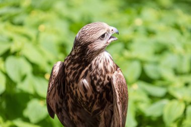 Ormandaki Saker Şahin