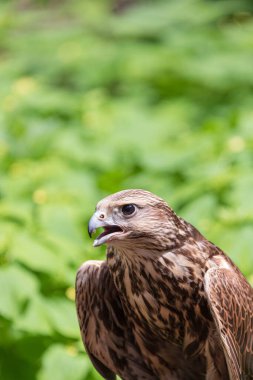 Ormandaki Saker Şahin