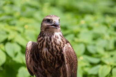 Ormandaki Saker Şahin