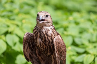 Ormandaki Saker Şahin