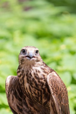 Ormandaki Saker Şahin