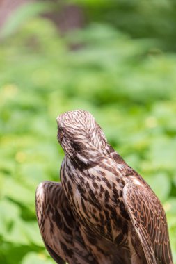 Ormandaki Saker Şahin