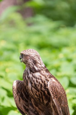 Ormandaki Saker Şahin
