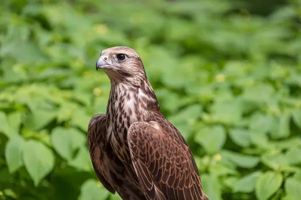 stock image The saker falcon in a forest