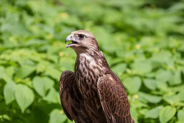 stock image The saker falcon in a forest