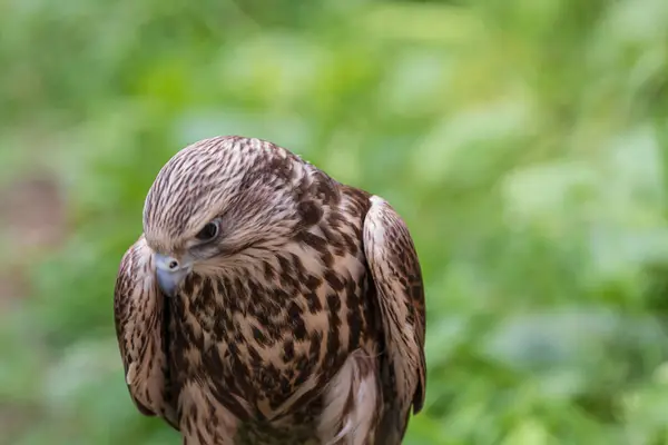 stock image The saker falcon in a forest