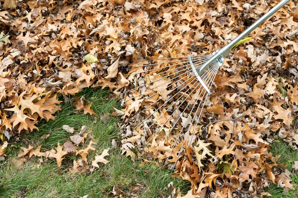 Gardener Cleaning Rake Autumn Leaves — Stock Photo, Image