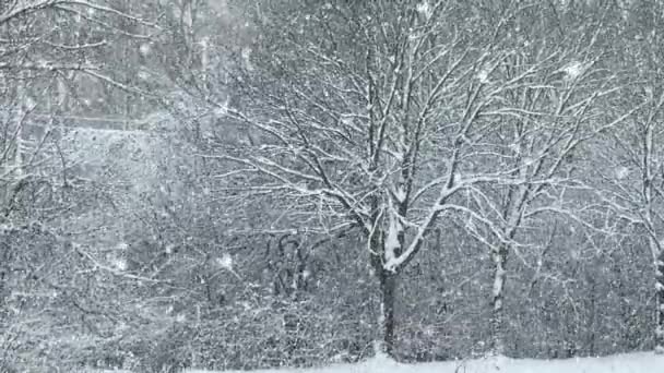 Winter Forest Scene Snow Fall Slow Motion Tree Branches Snow Stockfilm
