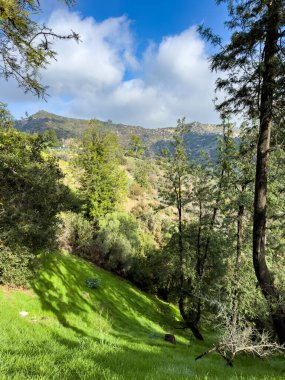 Nature view of trees in front of mountain