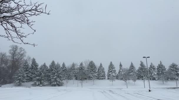 Зимова Лісова Сцена Снігом Падає Повільному Русі Гілки Дерев Вкриті Стоковий Відеоролик