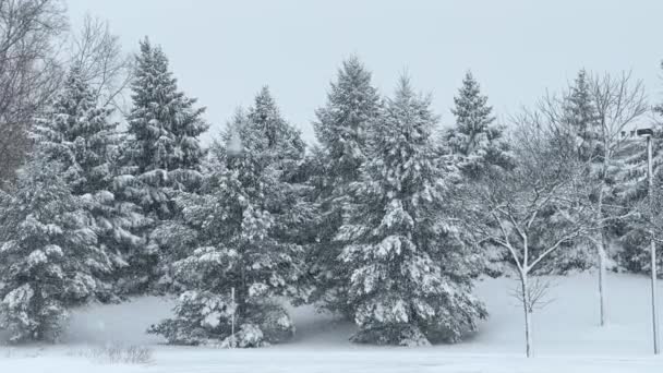 Winter Forest Scene Snow Fall Slow Motion Tree Branches Snow Rechtenvrije Stockvideo's