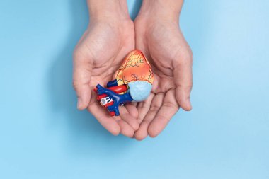 Mavi arka planda küçük insan kalbi modelini avuçlayan adam kardiyovasküler sağlık kavramını temsil ediyor.