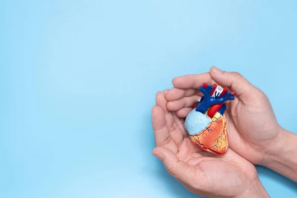 人的手捧着蓝色背景的小心脏模型 代表心血管健康概念 — 图库照片