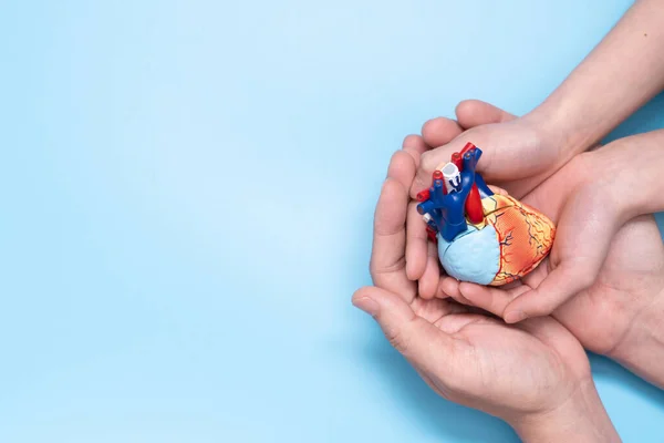 Vader Kind Handen Cupping Kleine Hart Model Dat Cardiovasculaire Gezondheid — Stockfoto