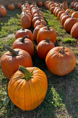 Gün batımında turuncu balkabaklarıyla dolu bir tarla.