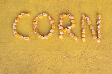 Kuru mısır taneleri sarı arka planda izole edilmiş mısır kelimesinde sıralanır.