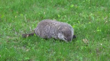 Kuzey Amerika kunduzu akşam karanlığında yeşil çimlerde yiyecek arıyor. Cins Castor canadensis.