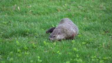 Kuzey Amerika kunduzu akşam karanlığında yeşil çimlerde yiyecek arıyor. Cins Castor canadensis.