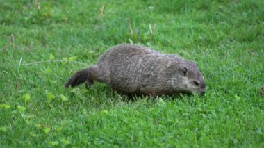 Kuzey Amerika kunduzu akşam karanlığında yeşil çimlerde yiyecek arıyor. Cins Castor canadensis.