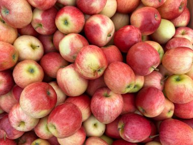 Kırmızı ve sarı çizgili deri karışımından oluşan taze toplanmış Gala elmalarının canlı, genel bir çekimi, arka plan ya da yemek teması için mükemmel..