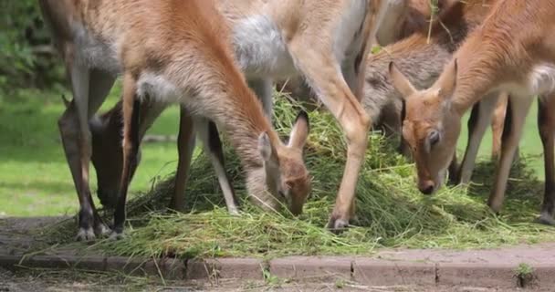 Mandria Antilopi Alimentati Con Erba Rallentatore Filmati Fps — Video Stock