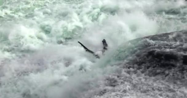 瀑布从莱茵河的急流中倾泻而下 水流向岩石 60毫秒的缓慢运动 — 图库视频影像