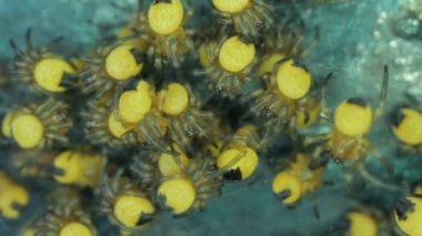 Yavru bahçe örümcekleri bir kümede makrolar, Avrupa Bahçesi Örümcek Araneus Diadematus, küçük yaratıklara yakın çekim