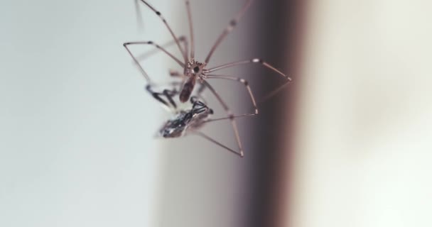 Spider Wikkelt Zijn Prooi Stingbug Met Draad Slachtoffer Gevangen Spinnenweb — Stockvideo