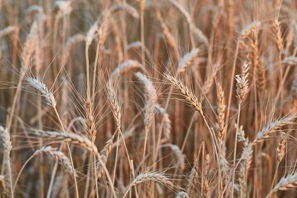 Pšenice Pěstovaná Zemědělském Poli — Stock fotografie