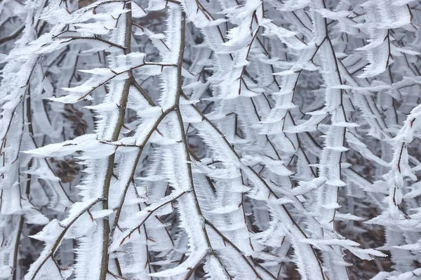 Frostige Vereiste Äste Von Sträuchern Und Bäumen Nach Eisigem Sturm — Stockfoto