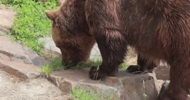 Hayvanat Bahçesinde Yürüyen Kahverengi Ayı Koca Kafalı Pençeli — Stok video