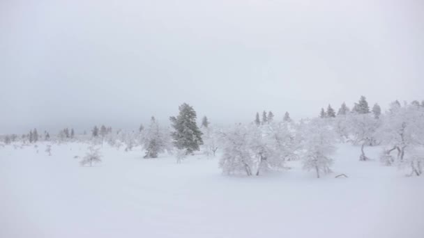 북쪽으로 여행하는 눈덮인 노르딕 — 비디오