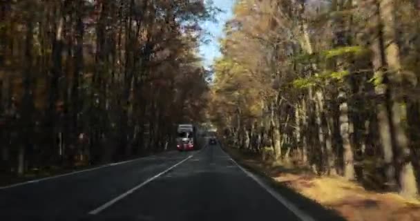 紅葉と秋の森の丘の中で車の運転インテリアビュー 秋の色 — ストック動画