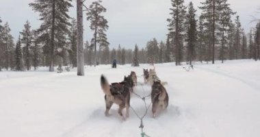 Kuzey Finlandiya 'nın karlı çam ormanlarında köpek kızağı gezintisi. Birinci şahıs POV manzaralı, 60 fps' den yavaş çekim.