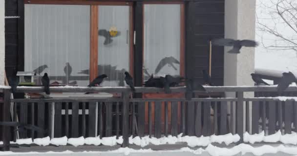 Karlı Kış Balkonuna Akın Eden Kargalar Yiyecek Buldular — Stok video