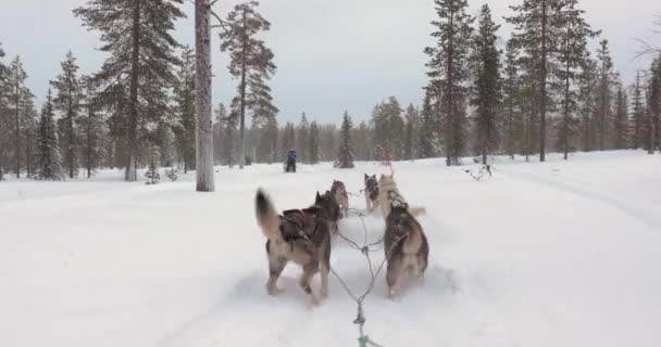 Paseo Trineo Para Perros Través Bosques Pinos Nevados Del Norte — Vídeos de Stock