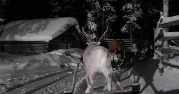 Reindeer Sled Ride Snowy Pine Forests Northern Finland Starting Deer — Stock Video