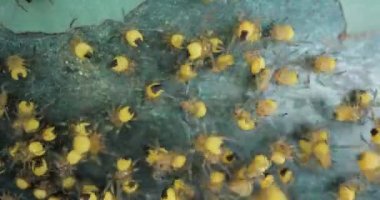 Yavru örümcekler kümesi, Avrupa Bahçesi Örümcek Araneus Diadematus, koloniyi dürttükten sonra koşuşturuyor.