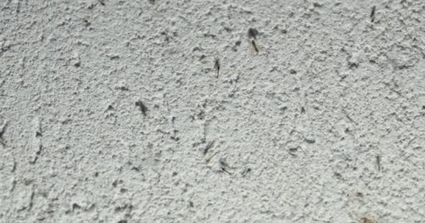 Πολλά Κουνούπια Και Άλλα Έντομα Σφύζουν Έναν Τοίχο Έλκονται Από — Αρχείο Βίντεο
