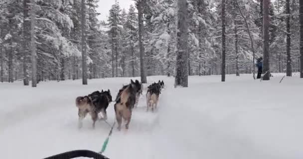北フィンランドの雪に覆われた冬の松林を通って犬ぞりに乗る ラップランドで最初の人Povビュー — ストック動画