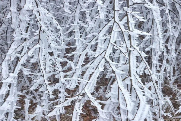 Frostige Vereiste Äste Von Sträuchern Und Bäumen Nach Eisigem Sturm — Stockfoto
