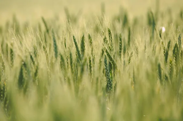 Bir Tarım Tarlasında Buğday Bitkileri — Stok fotoğraf