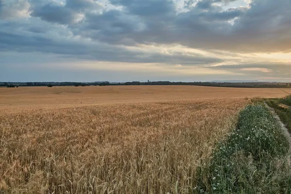 小麦植株上在日落 Flare 农业领域 — 图库照片