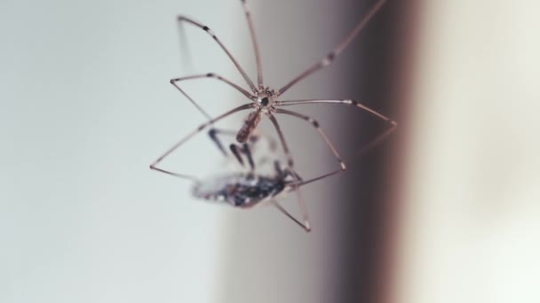 Spider Closeup Wrapping Its Prey Thread Stingbug Caught Spider Web — Vídeo de Stock