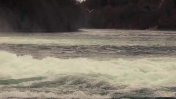 Cascada Rhine Falls Suiza Caudal Más Alto Europa — Vídeos de Stock