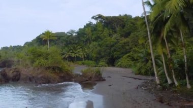 Pasifik Okyanusu sahilinde Kolombiya 'da palmiye ağaçları, Nuqui yakınlarında, kıyı boyunca insansız hava aracı manzarası.