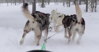 Kuzey Finlandiya 'nın karlı ormanlarında köpek kızağı gezintisi. Birinci şahıs POV manzaralı. 60 fps görüntüden yavaş çekim.